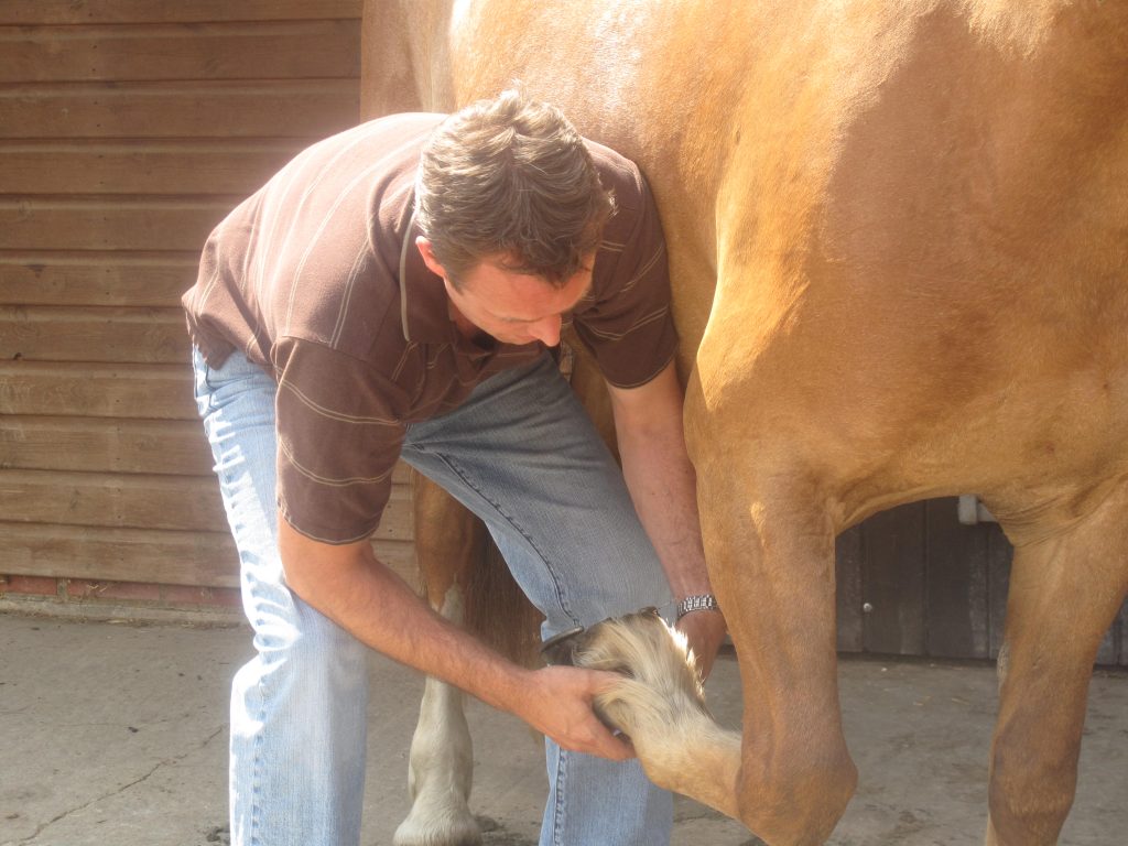 Examination of hoof
